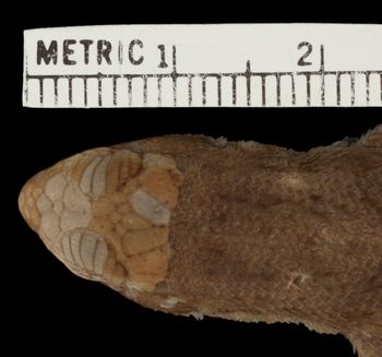 Media type: image;   Herpetology R-25435 Aspect: head dorsal